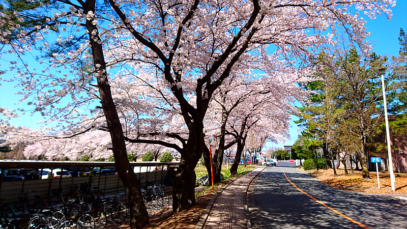 Cherry Blossoms in Aramaki Campus