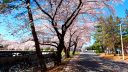 Cherry Blossoms in Aramaki Campus