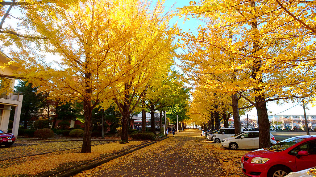 Ginkgo Trees in Usunomiya Chuo Joshi High School