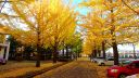 Ginkgo Trees in Usunomiya Chuo Joshi High School