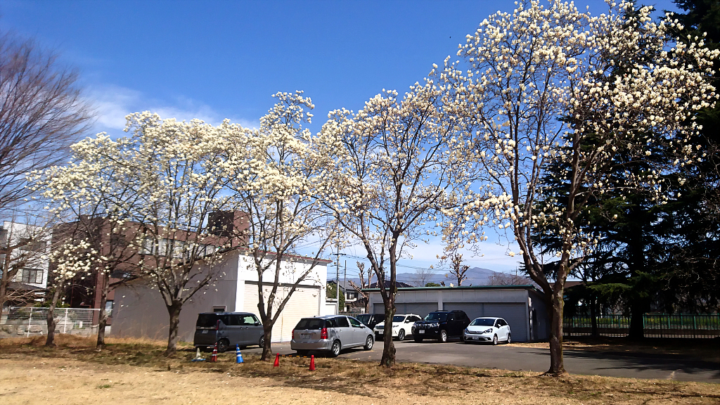 Magnolia trees in Aramaki Campus.