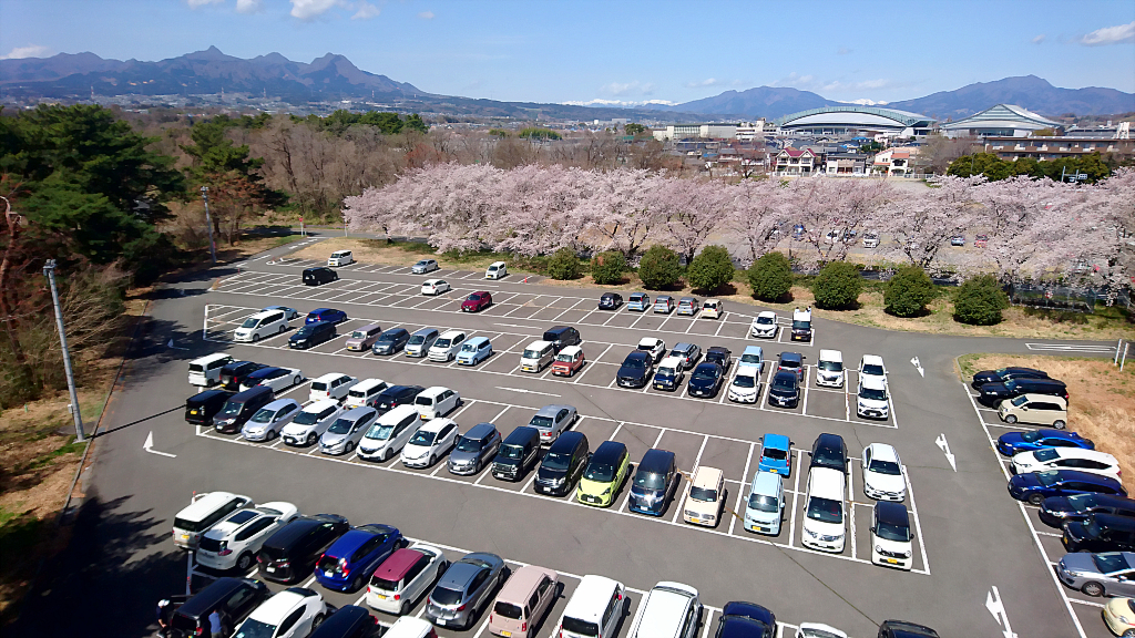 Cherry blossoms in Aramaki Campus.