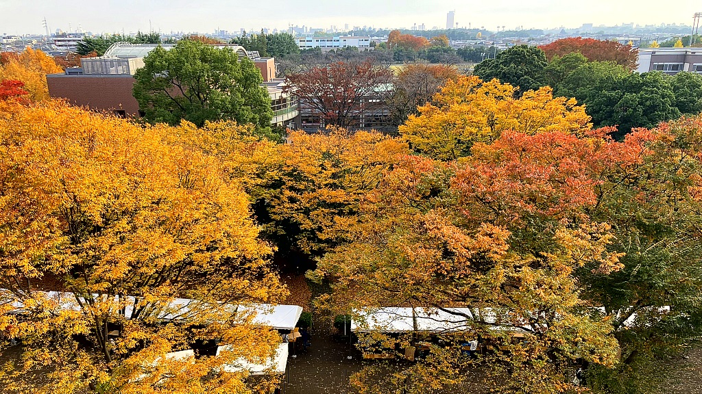 Autumn leaves at Aramaki Campus.