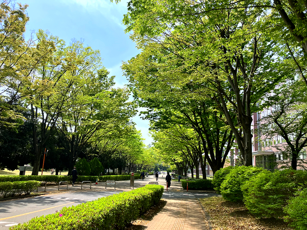 Aramaki Cumpus in Fresh Green